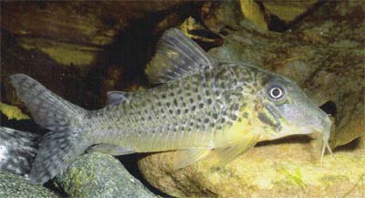 Corydoras sp. C63